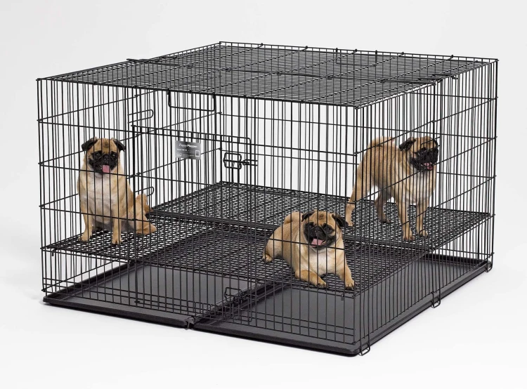 MW_2017_248-10_puppies.jpg