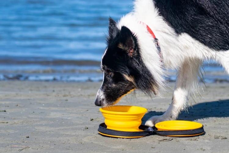 TVL-863_TravelDoubleBowl_Orange_7.jpg