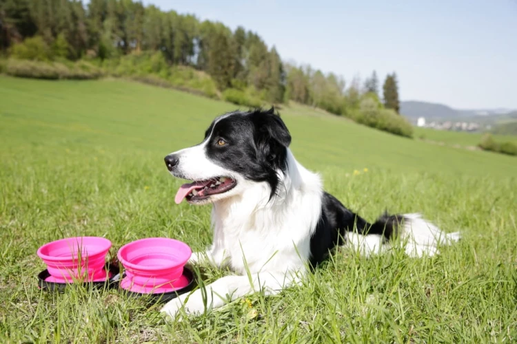 TVL-865_TravelDoubleBowl_Pink_8.jpg