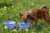 TVL-866_TravelDoubleBowl_Blue_9.jpg
