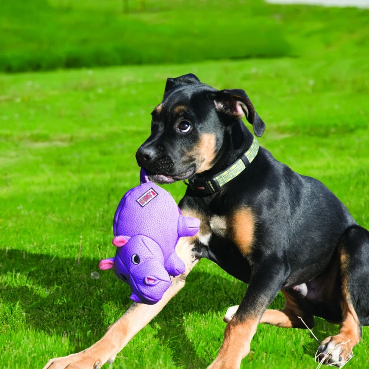 phatz hippo1.jpg
