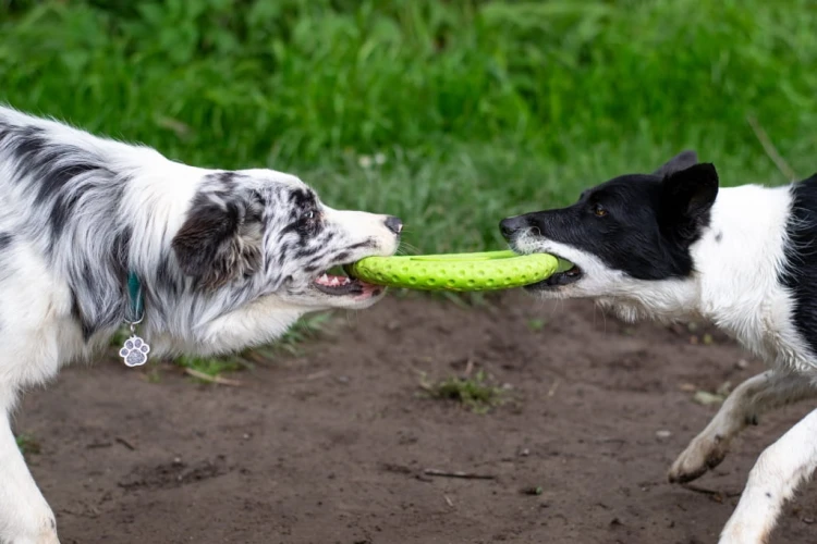 TPR-824_Frisbee_Mini_Green_6.jpg