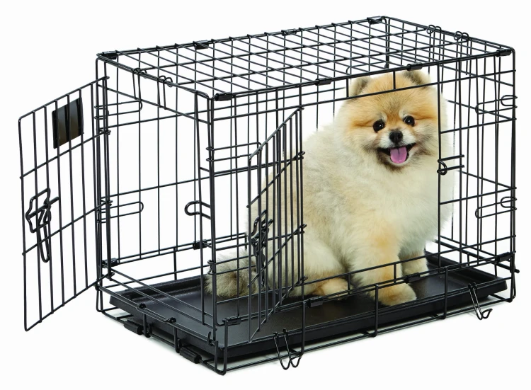 1622DD_dog.jpg