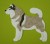 Alaskan Malamute biało-szary aplikacja filcowa.jpg
