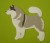 Alaskan Malamute biało-płowy aplikacja filcowa.jpg