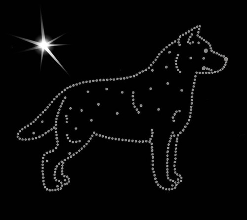 Australijski Cattle Dog aplikacja diamentowa głowa sylwetka.jpg