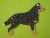 Australijski Cattle Dog filc.jpg
