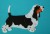 Basset Hound aplikacja filcowa trikolor na koszulce.jpg