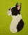 Boston Terrier aplikacja filcowa biało-czarny.jpg