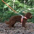 Szelki Easy Harness HHVMR10002-8 –  pomarańczowe w biało szare paski rozm. 8 – marki Hugo & Hudson   