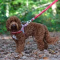 Szelki Easy Harness HHVMR10001-7 – czerwone w szaro-białe paski rozm. 7 – marki Hugo & Hudson 