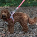 Szelki Easy Harness HHVMR10001-8 – czerwone w białe paski rozm. 8 – marki Hugo & Hudson 