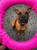 TPR-830_Ring_Mini_Pinnk_7.jpeg