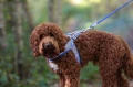 Szelki Easy Harness HHVMR10007-9 – niebieskie w szaro-białe paski rozm. 9 – marki Hugo & Hudson  