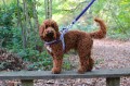 Szelki Easy Harness HHVMR10009-7 – ciemny morski w biało szare paski rozm. 7 – marki Hugo & Hudson 