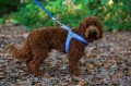 Szelki Easy Harness HHVMR10009-7 – ciemny morski w biało szare paski rozm. 7 – marki Hugo & Hudson 