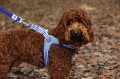 Szelki Easy Harness HHVMR10009-7 – ciemny morski w biało szare paski rozm. 7 – marki Hugo & Hudson 