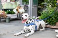 Szelki Easy Harness HHVMR10009-7 – ciemny morski w biało szare paski rozm. 7 – marki Hugo & Hudson 