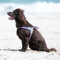 Szelki Easy Harness HHVHM10002-7 – szare w czerwono-biało-niebieskie paski rozm. 7 – marki Hugo & Hudson