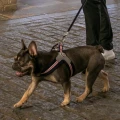 Szelki Easy Harness HHVHM10002-8 – szare w czerwono-biało-niebieskie paski rozm. 8 – marki Hugo & Hudson