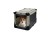 maelson_sk62_dog.jpg