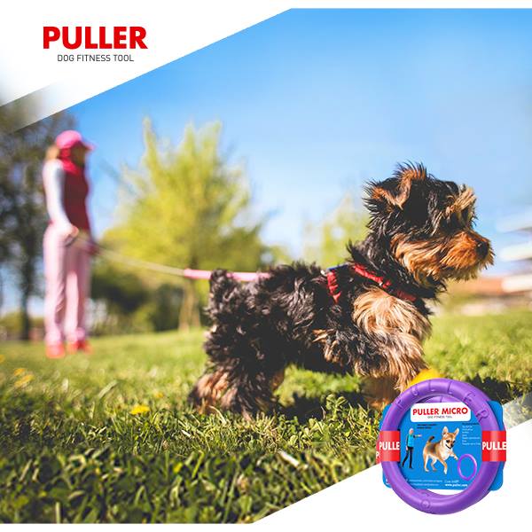 dog fitness tool micro_1.jpg