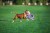 dog fitness tool.jpg