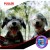 dog fitness tool_4.jpg