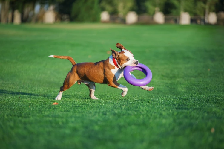dog fitness tool.jpg
