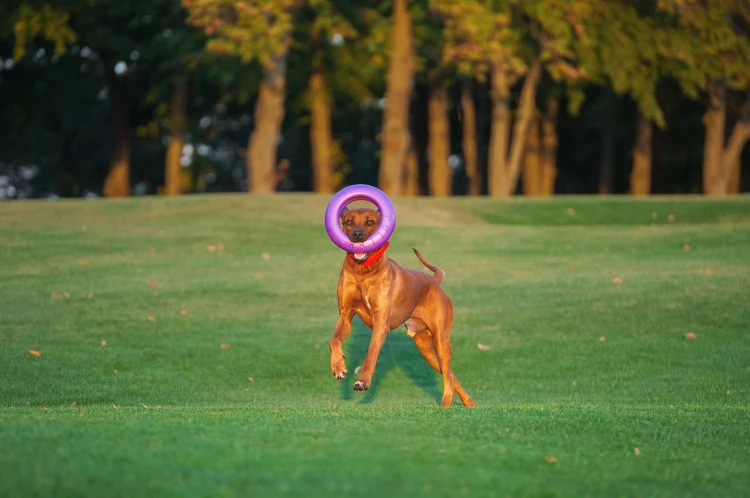 dog fitness tool_1.jpg