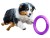dog fitness tool micro_3.jpg
