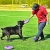 puller dog fitness maxi_ 2.webp