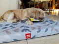 Szarpak dla psa WAUDOG - hot-dog - rozm. L - marki Collar 