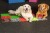 MUFFIK set psy.jpeg