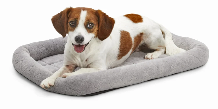 40224-DSGY_dog.jpg