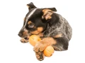 Zabawka dla psa West Paw Zogoflex Qwizl Dog Toys - Small (S), niebieska