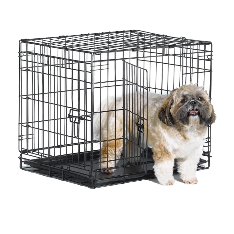 B24DD_Dog.jpg