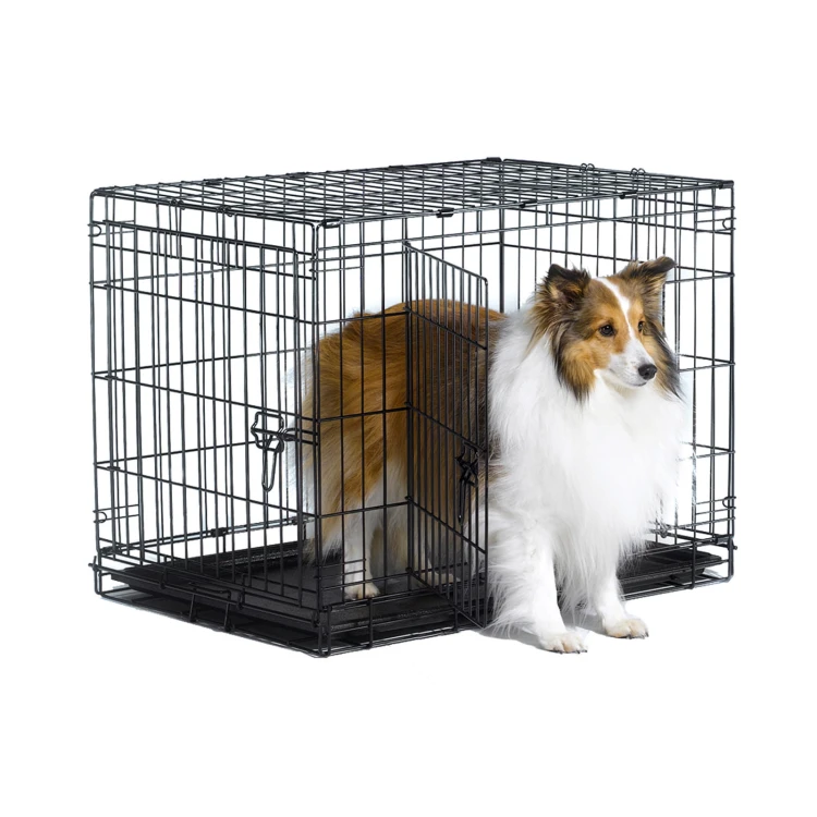 B30DD_Dog.jpg