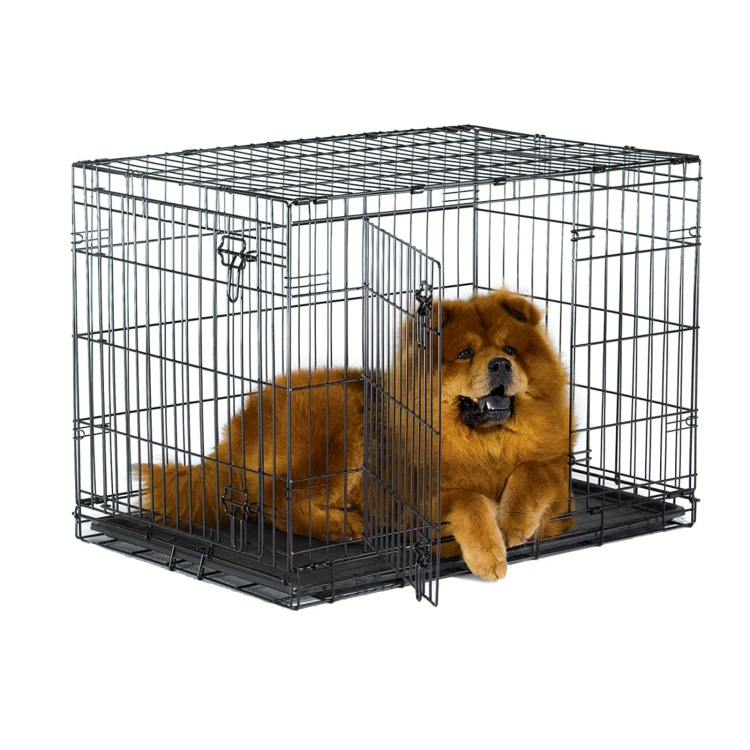 B36DD_Dog.jpg