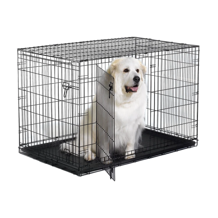 B48DD_Dog.jpg