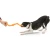 BUMI_TANGERINE_DOG_TUG-O-WAR.webp