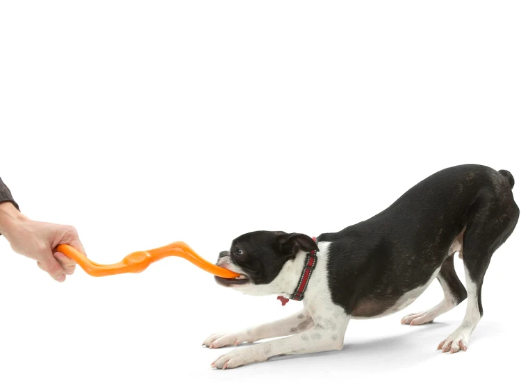 BUMI_TANGERINE_DOG_TUG-O-WAR.webp