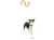 BUMI_TANGERINE_DOG_IN-AIR.webp