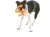 BUMI_TANGERINE_DOG_IN-MOUTH.webp