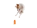Zabawka dla psa West Paw Zogoflex Tizzi Dog Toys - Large (L), niebieska  