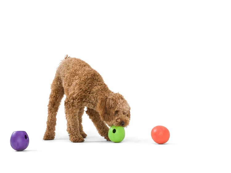 RUMBL_ALL_OLLIE_EATING.webp