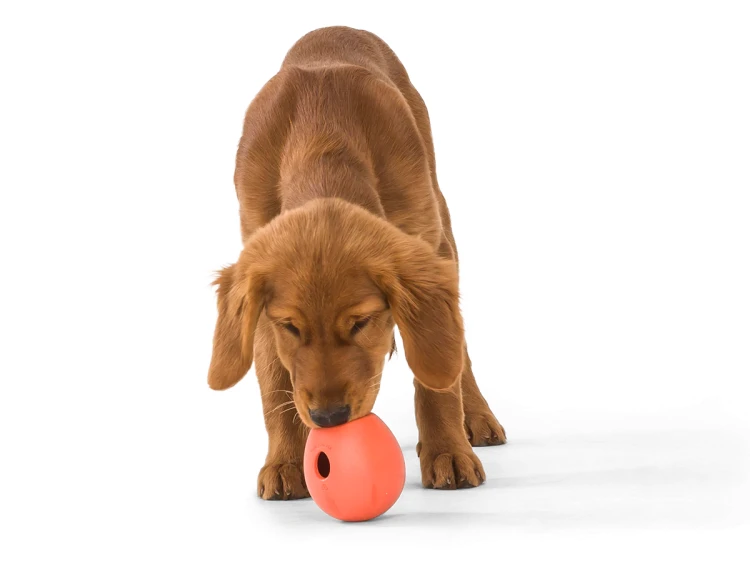 RUMBL_MELON_DOG_EATING.webp