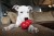KONG Classic - rozmiar L realne zdjęcia