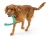 SF051_SNORKL_EMERALD_DOW2.webp