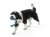 SF051_SNORKL_SURF_DOW2.webp